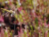 Libellula