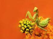 Mantide religiosa