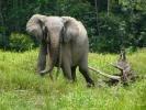 Elefanti foresta rischio
