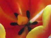 Macarons...mania primo tulipano