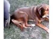 cane canguro innamorati (video)