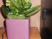 enza credenza