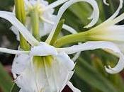 Hymenocallis...Bianchi delicati fiori