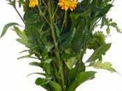 Nigeria Servizio taxi partorienti