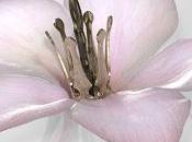 Drakengard prime immagini ufficiali, aperto sito internet riferimento