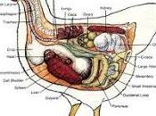 Intermediazione anatomica