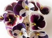 Viole fioriture l'inverno