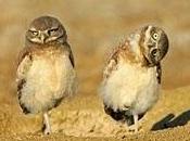 Comunicazione servizio