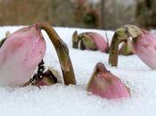 proprio rassegna l’Elleboro fiorisce pieno inverno