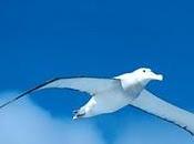 L’albatro