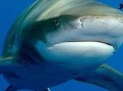 squalo bianco attacca turisti: divieto balneazione Sharm el-Sheikh