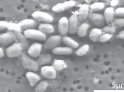 L'alieno esiste (forse)