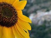 GGIRASOLE E.A. Mario