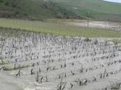 Esonda fiume Belice, danni Castelvetrano nell'agrigentino