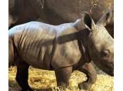 Mekena, cucciolo rinoceronte bianco nato allo Serengeti