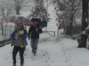 Felici bosco Passeggiate merenda genitori zona