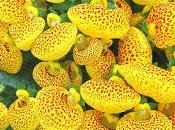 Calceolaria