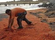 Gamberi, balene delfini. Cosa succede?
