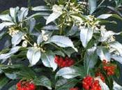 Ardisia