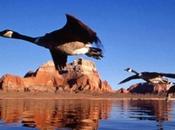 magia popolo migratore’