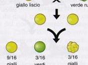 colore forma della zucca: caratteri seguono leggi Mendel