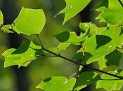 Acer buergerianum