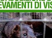 Video Ecco succede negli allevamenti visoni. Aiutaci fermare questo inutile scempio