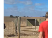 ragazzo suona flauto: struzzo muove ritmo musica