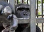 Liberta’ negata: grandi scimmie commercio illegale