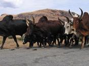 Nigeria Scontri pastori contadini Parecchia gente fuga villaggi