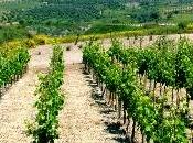 Vinitaly raddoppio base vino olio Reggio Calabria