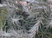 Tillandsia