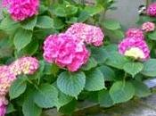 Hydrangea (Ortensia)