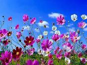 Maledetta primavera!!!