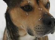 posseduto cane, sapere cosa significhi essere amato (cit.Schopenhauer)