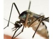 Malaria, scoperta molecola volte potente farmaco attuale