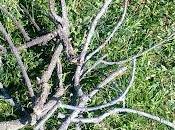 Albero Portagioielli