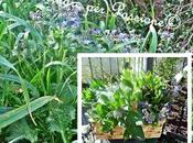 Anche stento arrivata Primavera carico erbe campo…