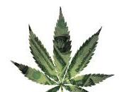maggioranza degli americani marijuana legalizzare