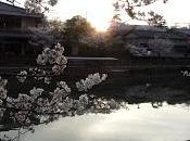 Hanami tour force
