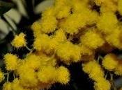 Mimosa