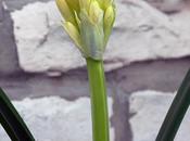 fiore della Clivia