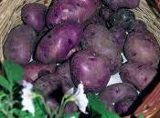 strana patata viola ricetta contadina