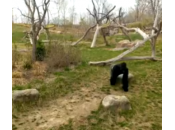 L’oca mette fuga gorilla: guarda video