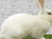 Coniglio bianco campo
