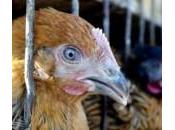 Aviaria, nuovo ceppo virus “invisibile sistema immunitario”