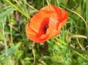 Profumato menù Aprile Piatti colori della Bandiera