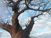 Parco Nazionale Lago Malawi