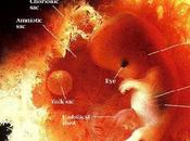 Francia: rimane divieto sperimentare sugli embrioni