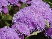 Agerato-Ageratum